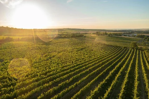 Vignoble au soleil couchant